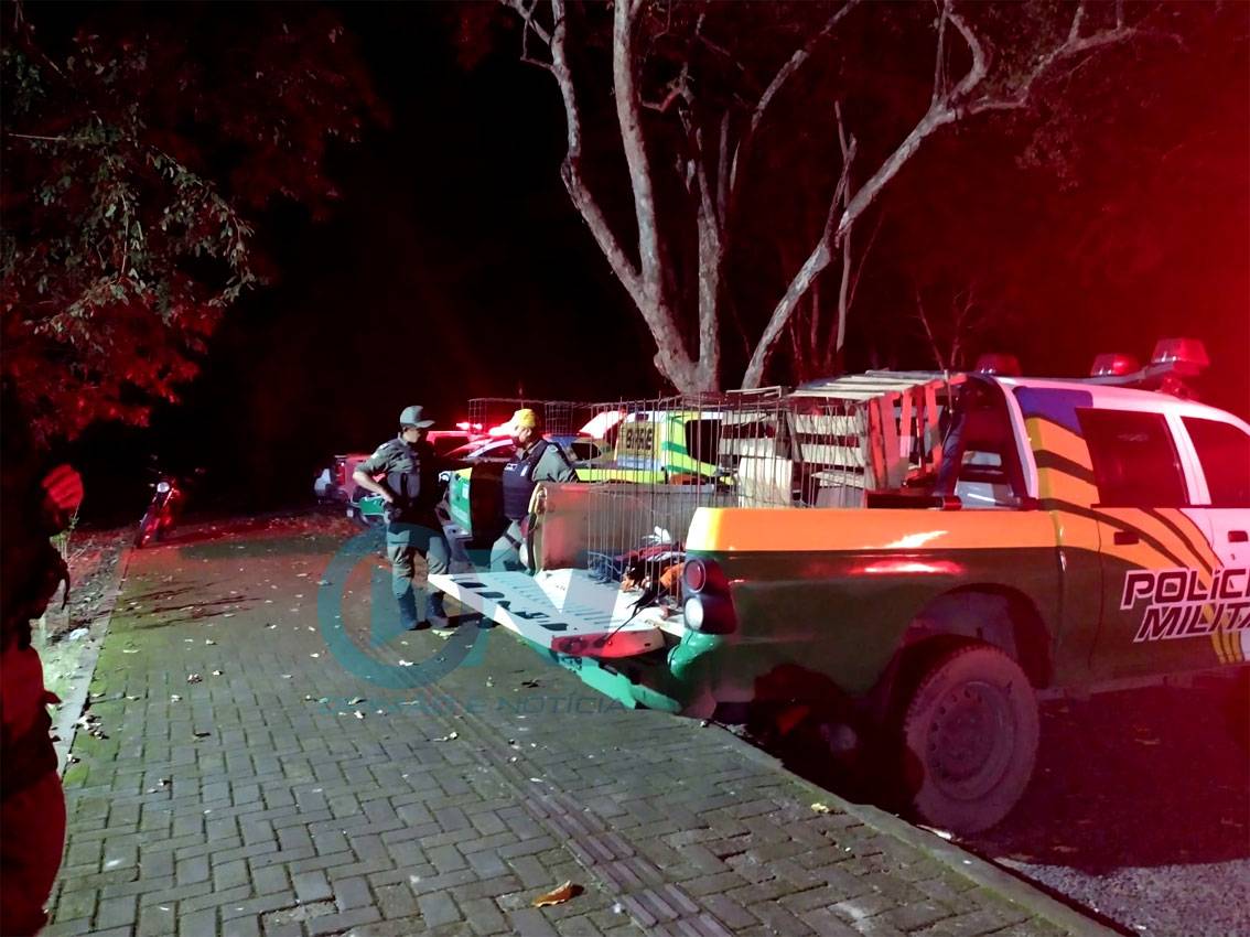 Batalhão Ambiental desarticula rinha e resgata 30 galos no Nova Teresina após denúncia anônima